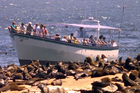 Cape Town Seals