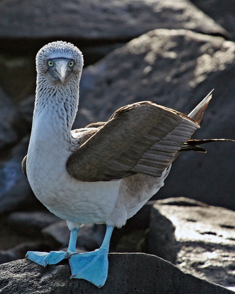Blue Footed Boobie