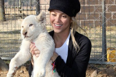 Lion Cub